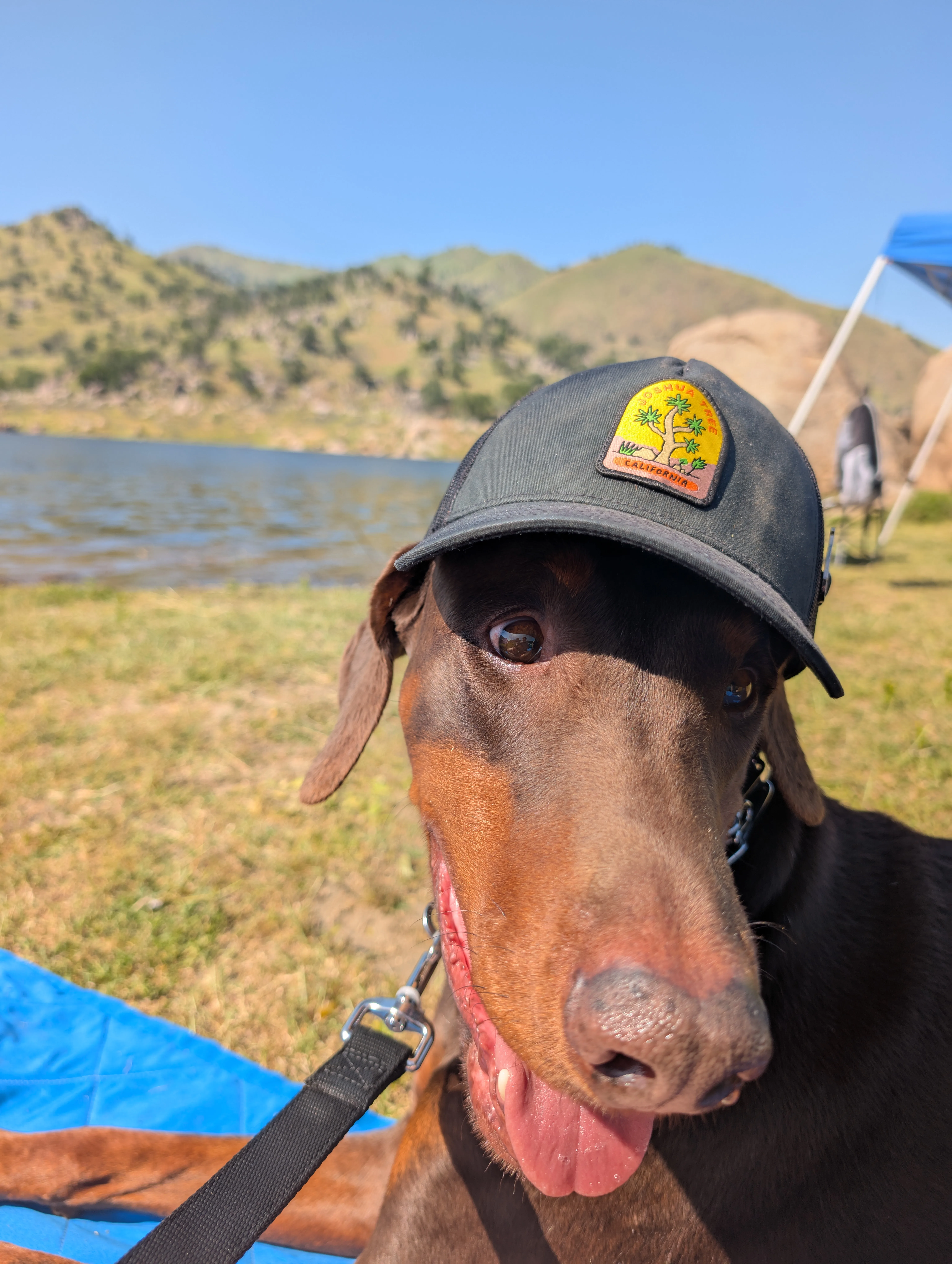 GPP Dog Training SGV — dog training in Pasadena, CA (2)
