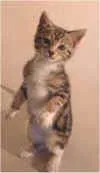 Cat training is easy
                                with clicker and treats. They
                                will surprise you with their
                                intelligence!  
                                See Wendy's cat training page.