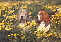 Dogs of any
                                breed become enthusiastic
                                partners in training with Wendy's
                                methods.
                                See dog training page.