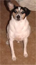 Even
                        stubborn 
                        terriers and hounds love training
                        with 
                        clicker and treats.
                        
                        
                    
                    
                         
                        
                    
                    
                        A
                        beagle puppy practices his sit-stay .
                        
                        
                        
                    
                    
                        
                        
                    
                    
                        You
                        can teach 
                        a bloodhound 
                        to leave a hotdog 
                        alone with totally reward-based training.