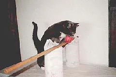 Reebok, the 
                                cat who NEVER carried anything in
                                his mouth, not only learned how
                                to retrieve but also learned to
                                retrieve over a jump.  As a
                                side benefit, he has stopped
                                hiding under the bed all day and
                                comes out even if dogs are
                                watching.