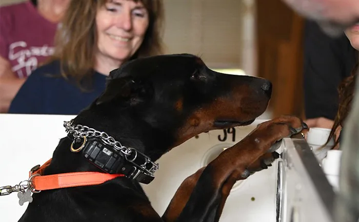 scentsable-k9-scent-detection-k9-training