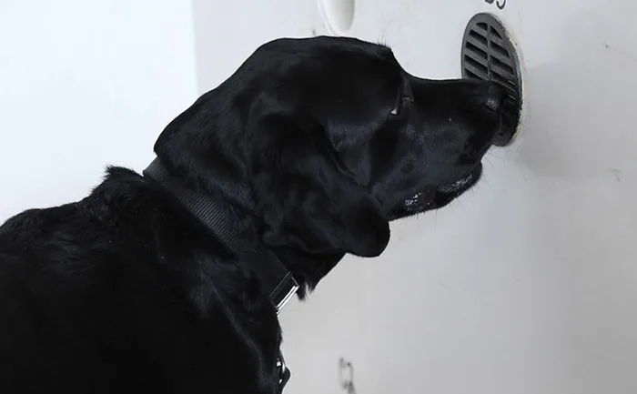 scentsable-k9-scent-detection-k9-training