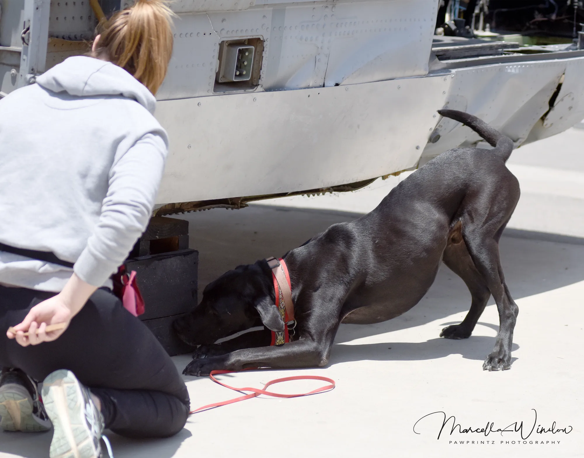 the Scentsable K9 — dog training in El Cajon, CA (6)