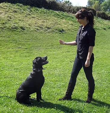 The Barking Bunch — dog training in North Hollywood, CA (4)