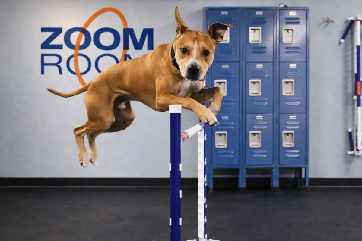Dog jumping an agility hurdle inside a Zoom Room indoor dog gym