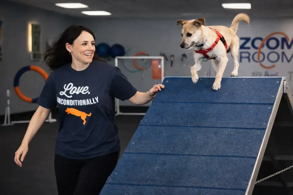 Dog running over an A-frame with a trainer inside a Zoom Room indoor dog gym