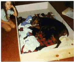 Services      
      
        
          
            
          
        
      
                  Services We Provide      
      
        
          
            Doberman are our specialized breed
          
        
      
      
        
          
            But all dogs need education too.Education one paw at a time©
          
        
      
      As of 1985 as a Dog Behaviorist and doing Private Training, I can strongly say that I have worked with all types of breeds. This has included puppies, adults, timed, high strong, aggressive, and behavioral problems, and house breaking. I offer basic obedience or advance obedience and basic agility.I offer a full service in advice in training tools and techniques, dog behavior problems, training and recommendations.I offer Group and/or private lessons, adults and juniors, build dog runs, welding and small fabrication, digital photographs and videos.I also offer AKC® Canine Good Citizen®, AKC® S.T.A.R. Puppyand AKC® Therapy Dog Program ClassesI also teach Dog Fist Aid Class which is held at El Paso Community CollageI offer dog/ house sitting with full servicesI am a 24 hours service company by appointment only.Bilingual / Bilingüe: English & Spanish > Hablamos Espaňol      
      AnalysisConsultingAdvice      
            
                  Dogs      
                     A Better Canine 4 U ©      
      
        
          
             Ruby Ann Gallegos (7yrs) makes sure mommy   and babies are sleeping comfortable. Sabrina    3rd day after whelping. 1996                                   
          
        
      
      











      
      Liberty and America 2007