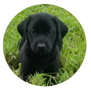 Labrador Retriever Puppies