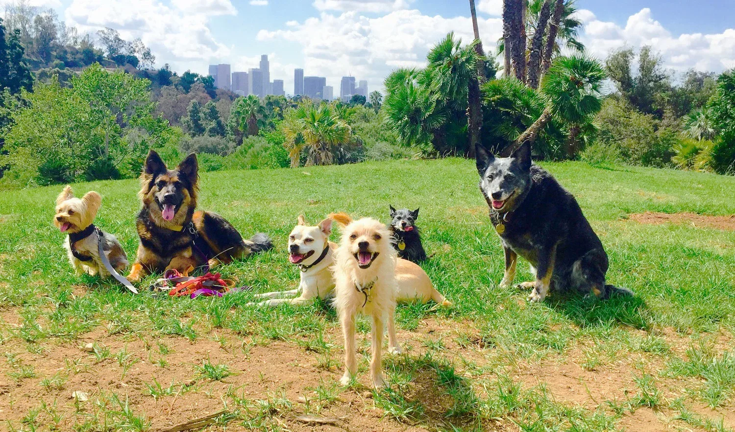 EASTSIDE HOUNDS   Training ·&nbsp;Hiking ·&nbsp;Sitting