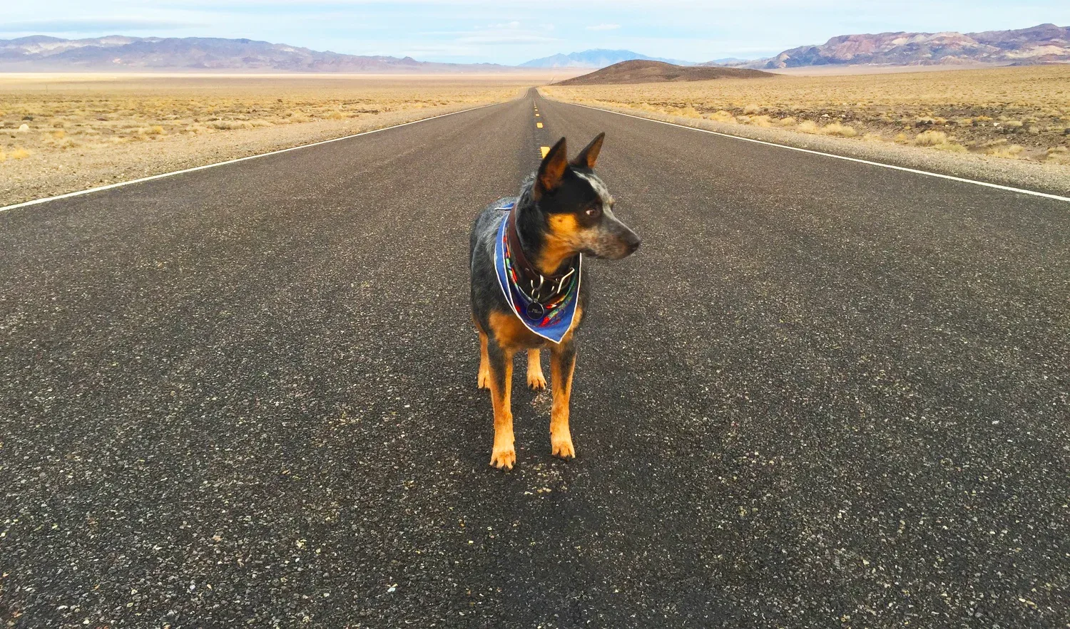 EASTSIDE HOUNDS   Training ·&nbsp;Hiking ·&nbsp;Sitting