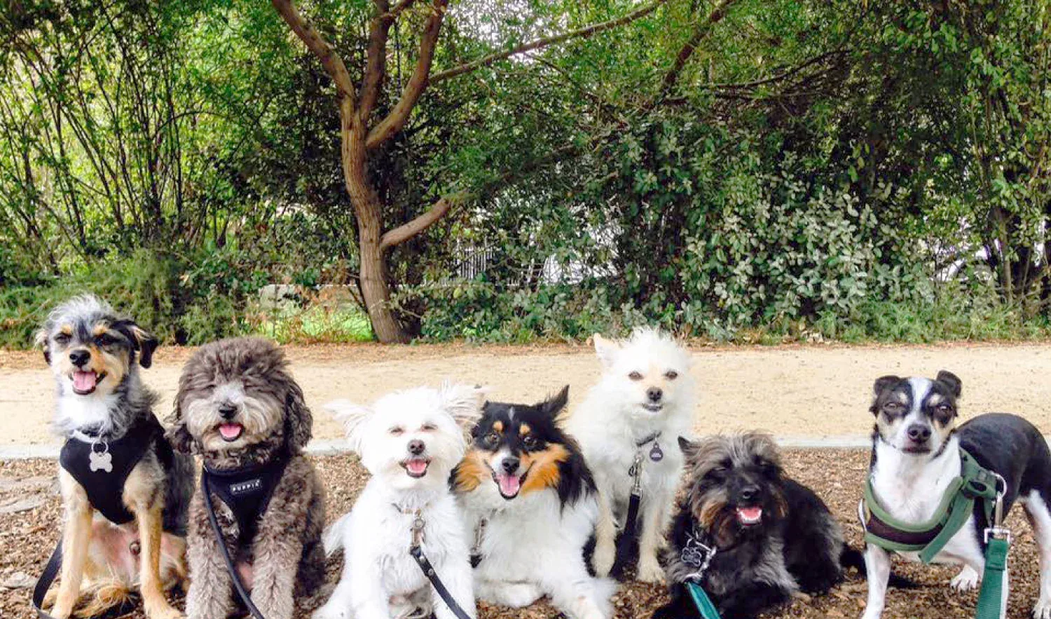 EASTSIDE HOUNDS   Training ·&nbsp;Hiking ·&nbsp;Sitting