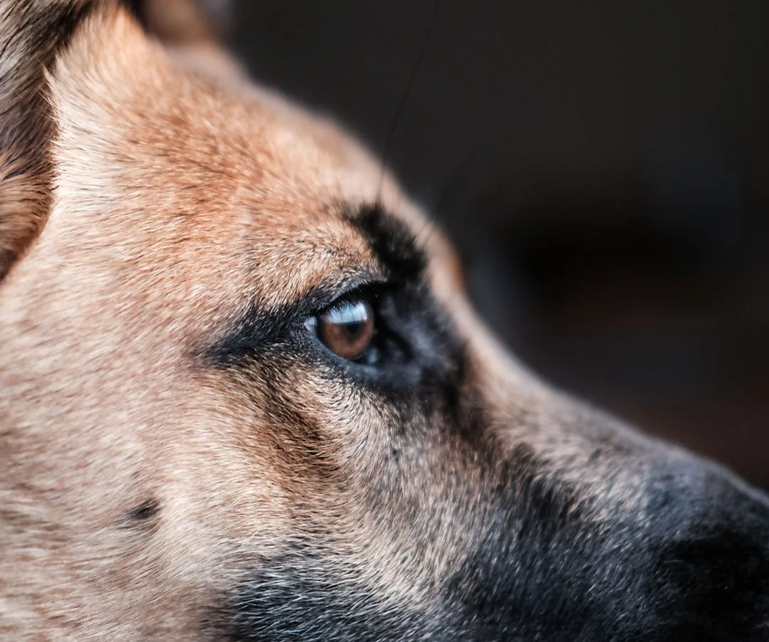 Dog Profile