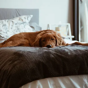top of pageSkip to Main ContentHomeFamily Dog TrainingGroomingBoarding & TrainingK9 Training0Log InBoarding & training
All boarding Requests must First complete initial consultationService InformationDog BoardingRequest to BookBoard and TrainRequest to BookDoggy DaycareBook Nowbottom of page