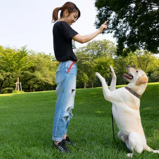 top of pageSkip to Main ContentHomeFamily Dog TrainingGroomingBoarding & TrainingK9 Training0Log InBoarding & training
All boarding Requests must First complete initial consultationService InformationDog BoardingRequest to BookBoard and TrainRequest to BookDoggy DaycareBook Nowbottom of page
