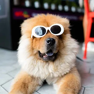 top of pageSkip to Main ContentHomeFamily Dog TrainingGroomingBoarding & TrainingK9 Training0Log InBoarding & training
All boarding Requests must First complete initial consultationService InformationDog BoardingRequest to BookBoard and TrainRequest to BookDoggy DaycareBook Nowbottom of page