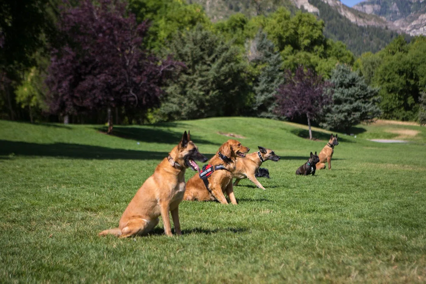 A happy, well trained dog from Dog Training Elite, your trusted source for dog training in San Francisco, CA