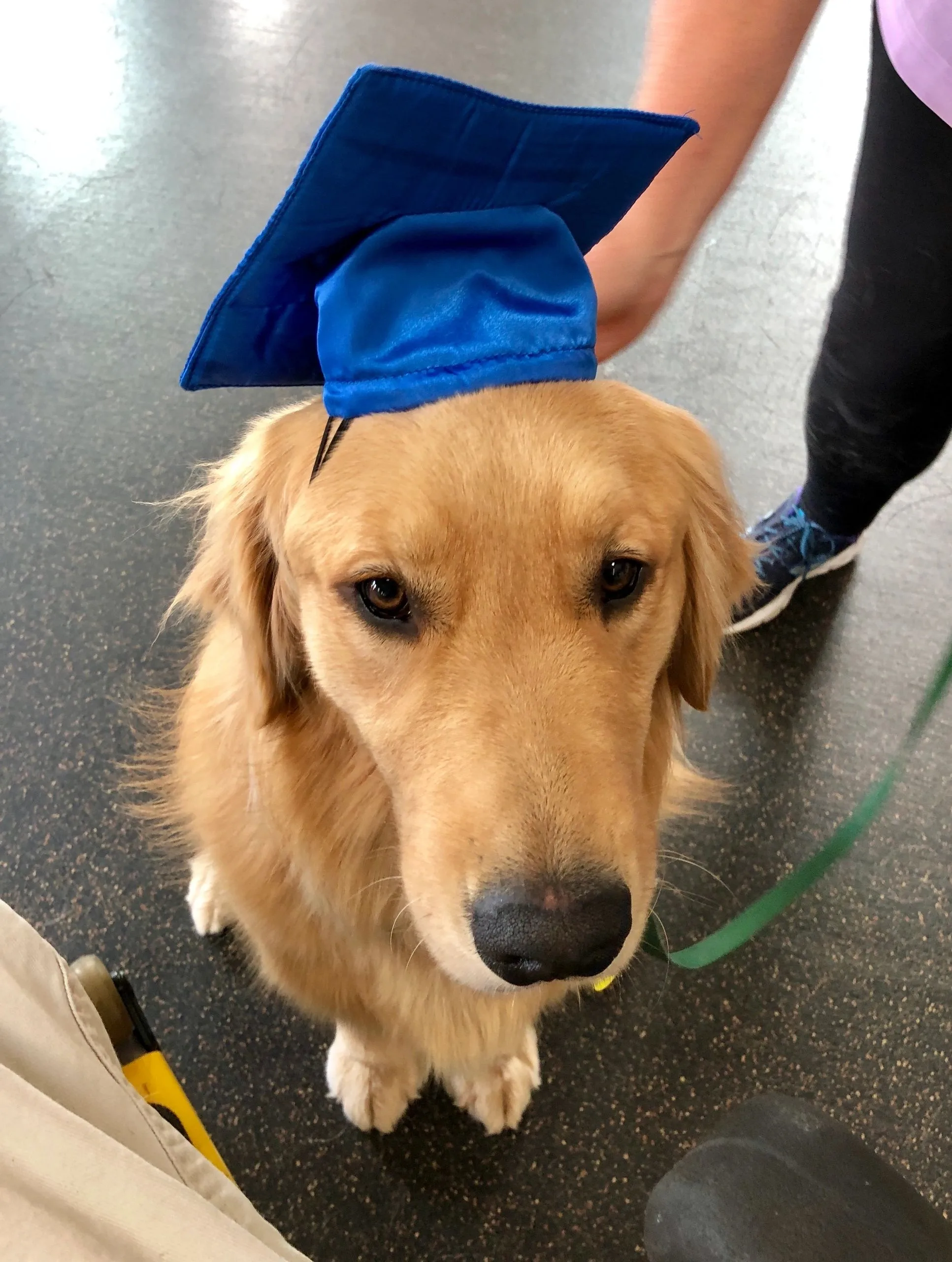 Golden retriever wearing a blue graduation cap.