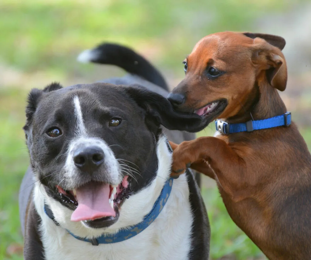 Unlock your dog’s full potential with Smart Paws Private Training! With 18 years of experience, I specialize in tailored one-on-one sessions, conducted in the comfort of your home or out in public in and near the San Jose area. From puppies to seniors, and all breeds and sizes in between, my personalized approach ensures your furry friend reaches their training goals with confidence and skill. Experience the difference Smart Paws Private Training can make in your dog’s life today!







Dog Training



PRIVATEONE-ON-ONELESSONS



Elevate your dog’s training experience with personalized sessions in the comfort of your own home. At Smart Paws Private Training, I bring expertise and convenience right to your doorstep. I work one-on-one with you and your furry companion, crafting a tailored program to address specific needs and behaviors. I help your dog thrive in their familiar environment, fostering a stronger bond between you and your pet. Start your journey to a well-trained and happy dog today with Smart Paws Private Training.




LEARN MORE – PRICING






































MEET SOME RECENT GRADS!



CERTIFYING YOUR DOG AS A CANINE GOOD CITIZEN (CGC)



Certifying your dog as a Canine Good Citizen (CGC) offers numerous benefits for both you and your furry companion. With CGC certification, your dog becomes a well-mannered and well-behaved member of the community, showcasing obedience and social skills in various situations. This certification fosters a deeper bond between you and your dog, as you work together to achieve training goals. Additionally, CGC certification opens doors to various opportunities, including therapy dog work, volunteering, and participation in advanced training programs. It also promotes responsible dog ownership and enhances your dog’s overall quality of life. Invest in your dog’s future and certify them as a Canine Good Citizen today!