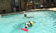 "Your place is beautiful. It is definitely the nicest dog-training center I have ever been to!"
            Caroline
          
          
            
            
            
            
            
            
            
            
            
            
              
                
                  Facilities
                
                
                  ARF is located on two fenced acres in northwest Austin. There are indoor and outdoor class and seminar spaces plus private boarding and spa areas. Our indoor spaces are fully air-conditioned and heated. Our landscaping is dog and people friendly.

We provide protected play areas for small, medium and large dogs, an agility course, a labyrinth and an in-ground swimming pool. Your dog will romp, run and relax in the tranquil hills of Austin with all of the luxuries we can provide.