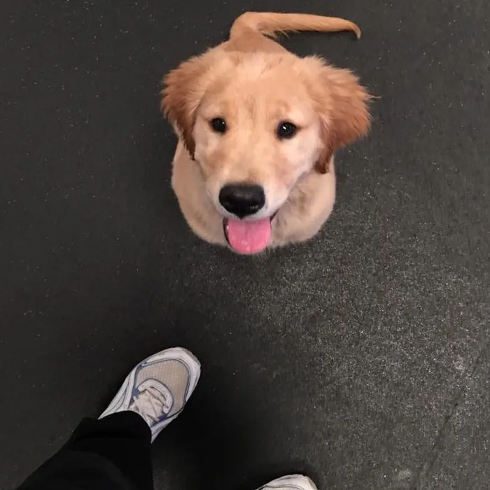 What is Dog Training