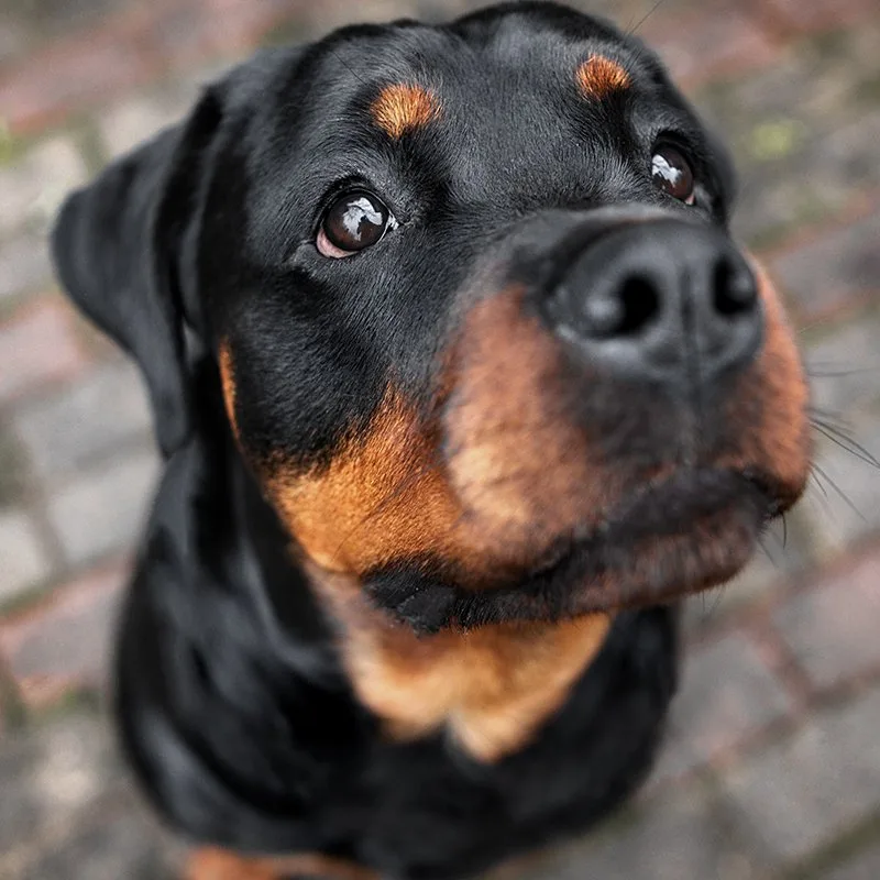 Doggie Daycare From The Heart Dog Training