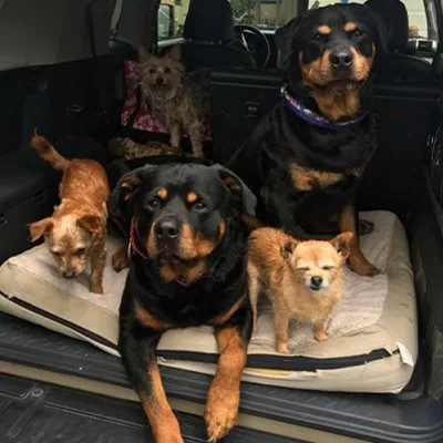 Private in-home dog training From The Heart Dog Training
