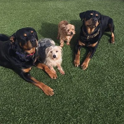 Form The Heart Dog Training
