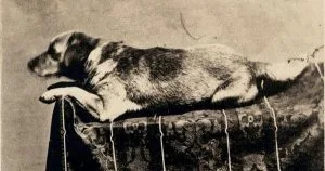Presidential Pups Throughout U.S. History