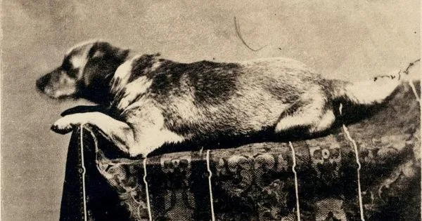 Presidential Pups Throughout U.S. History