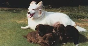 Presidential Pups Throughout U.S. History
