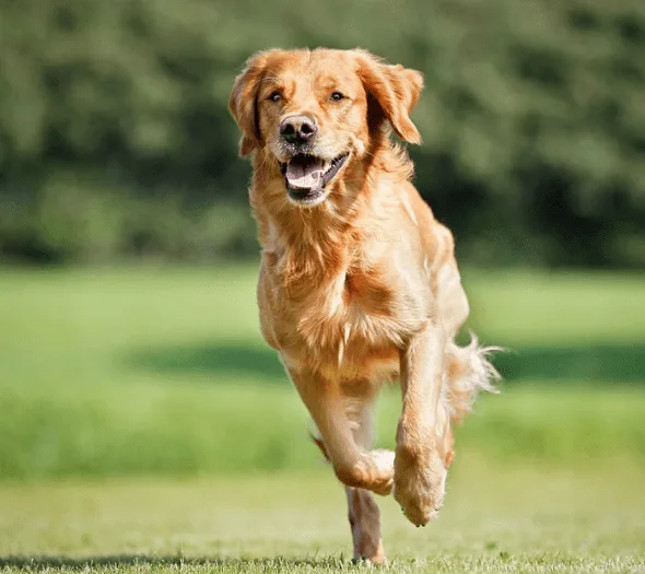 Yes! We Can Train Your Dogs