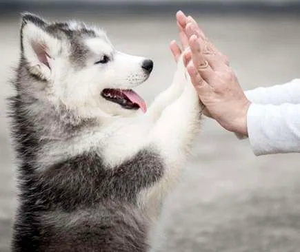PUPPY-TRAINING