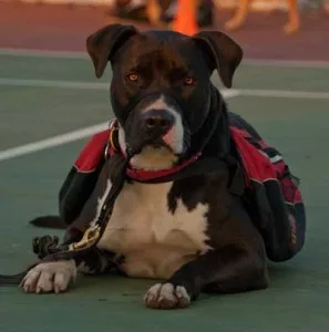 Enlighten Dogs, dog training, dog trainer, pitbull, yucaipa, beaumont, banning, redlands