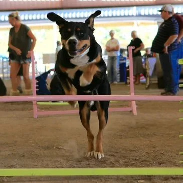 Pawsitive Dog TrainingAKC Judge and EvaluatorLearn How To Do Fun ThingsLearn How To Do Fun Things Evaluator: for CGC and Trick Dog Judge:  AKC Temperament Test, and Farm Dog Certification   and  AKC  Fetch   I volunteer as a tester for Therapy DogLearn How To Do Fun ThingsLearn How To Do Fun ThingsLearn How To Do Fun ThingsCarting (dog drafting), Agility, Rally, Obedience, Weight Pull, Dog pack hiking, barn hunt and many more ...The BasicsLearn How To Do Fun ThingsThe BasicsI will teach your dog the things to fit your needs. Your dog will be the best dog it can be!