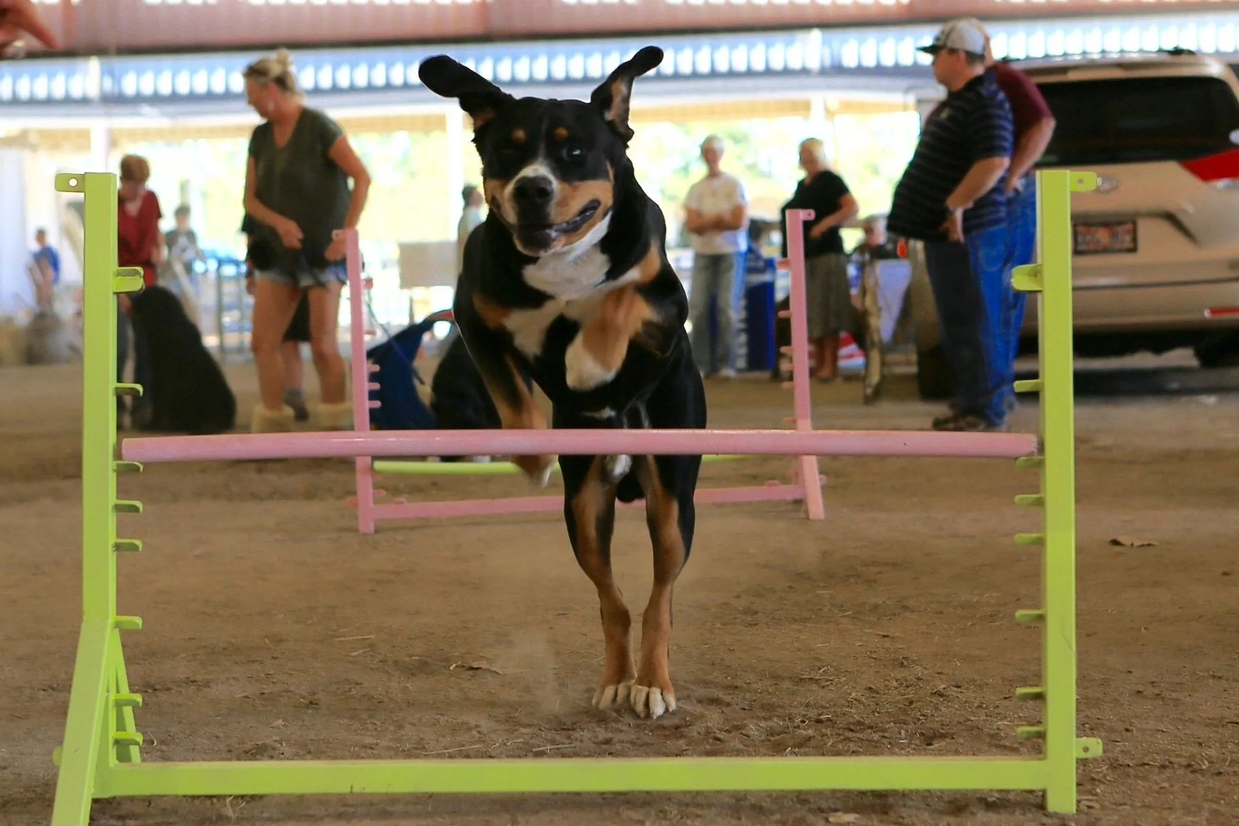 Pawsitive Dog TrainingAKC Judge and EvaluatorLearn How To Do Fun ThingsLearn How To Do Fun Things Evaluator: for CGC and Trick Dog Judge:  AKC Temperament Test, and Farm Dog Certification   and  AKC  Fetch   I volunteer as a tester for Therapy DogLearn How To Do Fun ThingsLearn How To Do Fun ThingsLearn How To Do Fun ThingsCarting (dog drafting), Agility, Rally, Obedience, Weight Pull, Dog pack hiking, barn hunt and many more ...The BasicsLearn How To Do Fun ThingsThe BasicsI will teach your dog the things to fit your needs. Your dog will be the best dog it can be!
