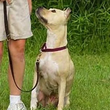 Pawsitive Dog TrainingAKC Judge and EvaluatorLearn How To Do Fun ThingsLearn How To Do Fun Things Evaluator: for CGC and Trick Dog Judge:  AKC Temperament Test, and Farm Dog Certification   and  AKC  Fetch   I volunteer as a tester for Therapy DogLearn How To Do Fun ThingsLearn How To Do Fun ThingsLearn How To Do Fun ThingsCarting (dog drafting), Agility, Rally, Obedience, Weight Pull, Dog pack hiking, barn hunt and many more ...The BasicsLearn How To Do Fun ThingsThe BasicsI will teach your dog the things to fit your needs. Your dog will be the best dog it can be!