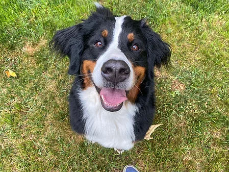 bermese mountain dog
