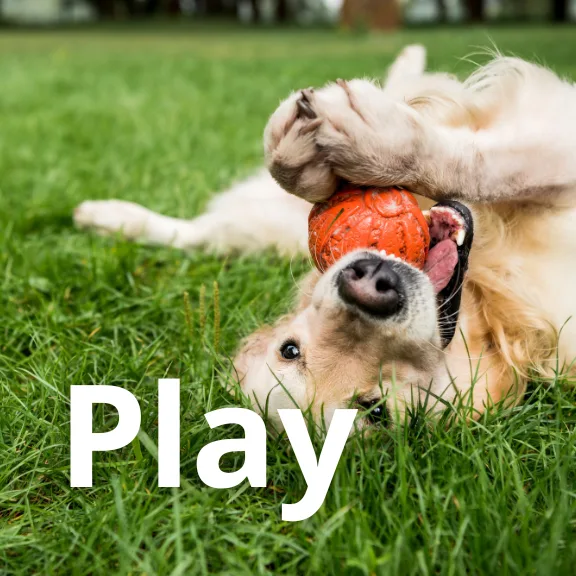 A Labrador retriever lying on his back on some grass with an orange ball in his mouth. The word "Play" is in large font in the foreground.