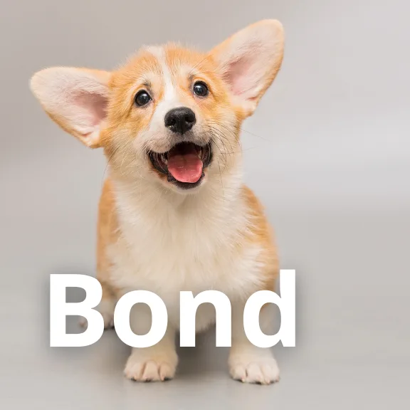 A corgi puppy sitting on a grey floor, looking happy with her mouth open. The word Bond is in large font in the foreground.