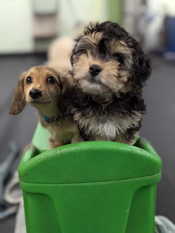 SF Puppy Prep