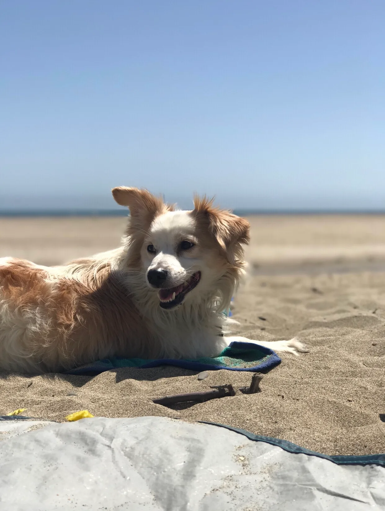 Paw-sitive and Laugh-Out-Loud Dog Training Services in California				
				
				
				
									Let’s be real: dogs are hilarious. They zoom through the house, knock over drinks, and somehow know the exact second you open the fridge. But when behavior problems go unchecked, the comedy turns into a full-blown sitcom where you’re the punchline.								
				
				
				
									And here’s the kicker…studies show over 50% of dog owners report behavioral issues like separation anxiety, leash pulling, or counter-surfing. That’s not just a “phase.” Without the right dog training programs, your furry comedian just perfects bad habits. That’s why having a local dog trainer (who’s survived their share of sock-snatchers) is your best bet for real progress.