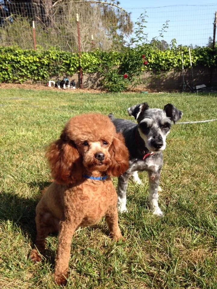 Safe and Stress-Free Dog Boarding Services in California				
				
				
				
									Here’s the deal: dogs need more than food bowls and squeaky toys when you’re away. With over 38% of U.S. households owning at least one dog, millions of pet parents rely on pet boarding services every year. Why? Because handing your pup over to trusted sitters is way less stressful (and way less destructive to your couch cushions). Professional boarding services aren’t just about babysitting. It’s like a dog hotel with 24/7 care with safety standards, spa services, safe spaces for zoomies, cozy naps, and plenty of playtime. 								
				
				
				
									And here’s the real tail-wagger…having dog boarding nearby makes all the difference. Local care means no epic car rides with a drooling copilot, no “are we there yet?” barks from the backseat, and no panic if you forget the favorite squeaky duck. A quick drive gets you to a reliable meet and greet, smooth check-ins, and the peace of mind that if anything comes up, help isn’t hours away.