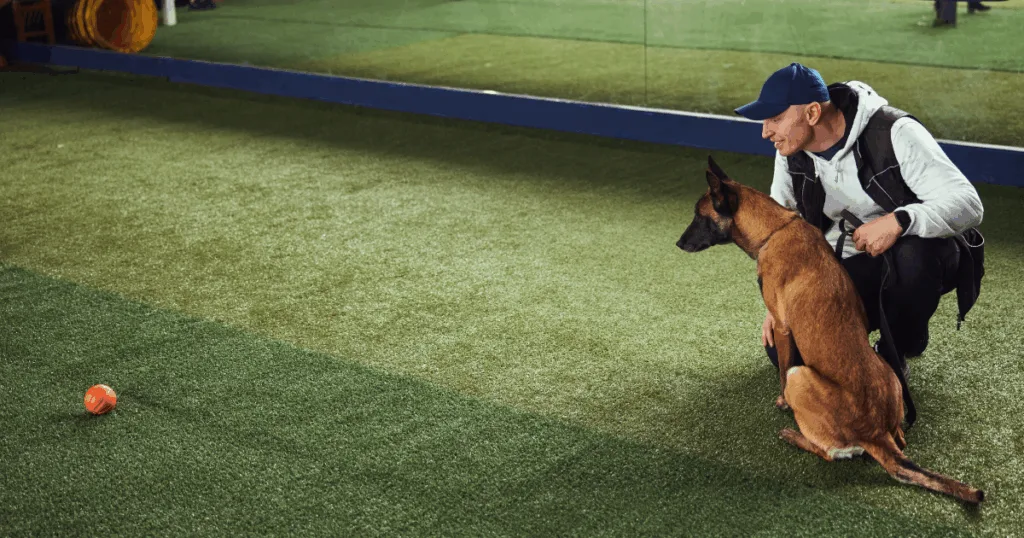 Finding the right professional dog trainers can feel like choosing a babysitter for a toddler with four legs and a tail. You want someone who actually speaks “dog,” respects their quirks, and knows how to turn chaos into calm without needing a superhero cape. Not every dog trainer works the same way, which is why spotting the qualities of a trusted trainer matters more than finding Wi-Fi at a coffee shop. By understanding these traits, you give your dog the best chance for steady progress in a safe and supportive training environment, plus fewer chewed shoes for you.







What Are Professional Dog Trainers?



Professional dog trainers are people who have dedicated time and study to the training profession. They use proven training methods backed by knowledge of animal behavior, dog ethology, and behavior analysis, which sounds serious but usually involves a lot of treats. Their work often involves dog obedience, behavior modification, and structured obedience programs, like school for dogs with extra barking. Many are members of a professional organization and may hold credentials from certifying bodies like the Certification Council for Professional Dog Trainers or the International Association of Canine Professionals.







What Qualities Should You Look for in Professional Dog Trainers?







The right professional dog trainers should bring a balance of skill, compassion, and professionalism, kind of like a dog whisperer who also pays taxes. They must understand dog behavior, respect the bond between owner and pet, and provide effective training techniques that don’t end with chewed shoes.



Read to know the qualities that make the biggest difference for your dogs, besides having an endless supply of treats.



Patience with Dogs



A great trainer shows patience when teaching new skills or correcting unwanted behavior, even when the dog thinks “sit” means “do a backflip.” Dogs learn at different speeds, which is why professional dog trainers must adjust without frustration. Calm persistence creates a positive training environment where dogs feel safe to learn, and maybe even safe enough to finally stop barking at the vacuum.



Clear Communication



Strong dog communication skills allow professional dog trainers to make instructions clear for both dogs and owners, so no one ends up tilting their head in confusion like the dog does. They use modifier cues, social signals, and simple words to avoid confusion, because “sit” should not sound like “zip.” This clarity helps dogs understand expectations and owners reinforce lessons at home without needing a translator.



Positive Reinforcement Focus



The best trainers rely on positive reinforcement as the foundation of their approach, which is just a fancy way of saying “treats make magic happen.” Using rewards for good behavior encourages dogs to repeat the right actions, because who says no to snacks? This method avoids harsh corrections and builds trust between professional dog trainers and dog, turning lessons into tail wags instead of drama.



Proven Experience



Experienced trainers bring years of hands-on work and practical knowledge to their sessions, which basically means they’ve been drooled on more than most dog toys. They have success stories that show how their training methods work for different situations, proving they can handle everything from stubborn sitters to runaway sprinters. Their background allows them to adapt techniques to meet the specific needs of each dog, even the ones who think the couch is their throne.



Strong Knowledge



A master dog trainer has a deep understanding of animal learning and behavior science, which is why they sound smart even while holding a bag of treats. They use the best dog training tools and positive reinforcement to strengthen results, kind of like turning lightbulbs on in furry little brains. Classical and operant conditioning are also part of their knowledge base, guiding effective training choices that help dogs act less like and more like civilized companions.



Ethical Training Methods



Professional dog trainers avoid harmful practices that may hurt or frighten dogs, because nothing says “bad trainer” like turning Mr. Wiggles into a drama queen. They follow the standards set by certifying bodies and maintain humane approaches, which basically means no yelling, no scary stuff, and plenty of snacks. Their training school methods always place the dog’s well-being first, even before their own coffee break.



Adaptability to Different Dogs



Every dog is unique, from service dogs to rescue dogs with difficult pasts, and some come with enough baggage to fill a suitcase. A skilled trainer adapts training methods to suit breed, temperament, and age, making sure the diva poodle and the hyper husky both get what they need. This flexibility helps all dogs succeed, regardless of background, and maybe even keeps them from chewing the furniture.



Support for Owners



A trainer works closely with the dog owner to provide guidance beyond lessons, kind of like a life coach but with more fur involved. They may offer tips, resources, or additional programs like board and train, which is basically doggy boot camp with snack breaks. This support helps owners continue progress at home and build stronger bonds with their dogs, while hopefully saving a few pairs of shoes in the process.







How Professional Dog Trainers Shape Lasting Behavior?







Training is more than teaching tricks, unless you think “steal socks” counts as one. A trusted dog trainer builds habits that shape a dog’s long-term behavior, so your pup doesn’t grow up to be a professional couch destroyer. With the right approach, dogs respond consistently while owners gain confidence in the process, and maybe even bragging rights at the dog park.



The following steps explain how trainers create results that last, without needing magic wands or capes.



Consistent Methods



Professional dog trainers use clear and repeatable training methods that dogs can understand, because “sit” should not sound like “zip.” This structure creates a steady learning path where commands connect to actions. Over time, dogs gain confidence, and operant conditioning, along with classical and operant conditioning, team up for lasting results.



Trust-Based Behavior



Effective training begins with trust between the trainer and the dog. Dogs learn best when they feel safe, supported, and rewarded. Positive reinforcement, dog communication, and body language build that trust. With trust, dogs actually listen instead of acting like “stay” is brand new.



Ongoing Guidance



A trainer’s role does not stop once a class ends, because dogs do not exactly do homework. They keep guiding owners through private lessons, group classes, or specialized programs. Owners may try dog sports essentials, retriever training, or therapy dog team training, which gives dogs bragging rights. This support helps both dog and owner keep success rolling over time.







How to Find Professional Dog Trainers You Can Trust?



Finding a trainer you can rely on involves research and observation, kind of like online dating but with more barking. Look for certifications from the Certification Council for Professional Dog Trainers or similar certifying bodies, because fancy papers mean more than just wall decor. Attend classes or ask for a consultation to check the training environment, and make sure it does not look like doggy detention. Speak with past clients and review their success stories, since bragging rights matter. The best professional dog trainers make both dogs and owners feel supported through every stage of the training process, and maybe even less stressed than before.







Frequently Asked Questions



What qualifications do professional dog trainers have?



Professional dog trainers have completed formal training and gained hands-on experience in the field. They continue their education to stay current with modern training techniques and animal behavior science.



Do all professional dog trainers use positive reinforcement?



Not every trainer relies on positive reinforcement, but the most ethical ones do. Positive reinforcement training builds trust and encourages learning without fear. It is the preferred approach because it creates lasting results for both dogs and owners.



How do I know if professional dog trainers are certified?



You can ask directly about their credentials and training background. Many certified trainers will display their certification from groups like the Certification Council for Professional Dog Trainers or the International Association of Canine Professionals. You can also verify their status through these organizations’ websites.



How long does it take to see results from professional dog trainers?



The timeline varies based on the dog’s behavior, age, and learning history. Some dogs may show improvement within a few weeks, while others take longer. Consistency, practice, and the chosen training techniques all play a big role.



Can professional dog trainers help with aggressive behavior?



Yes. Many trainers specialize in handling aggression safely. They may also collaborate with a dog behaviorist to design a structured plan. The goal is to reduce aggressive responses while teaching the dog healthier ways to react.







Wrapping Up



Professional training shapes more than commands. It builds the bond between a dog and its owner while tackling issues like aggression, obedience, and confidence, so the couch survives another day. With the right dog trainer, your dog can thrive anywhere, from puppy start right to advanced dog sports, and maybe even win “best behaved at the barbecue.”



Trusted professional dog trainers rely on hands-on learning, effective training techniques, and proven tools like Click to Calm for Instructors (which is basically yoga for dogs). They guide both pets and people, ensuring growth in a supportive training environment that feels less like school and more like snack time. Many also keep learning at a training conference or through programs like Dog Trainer Foundations and Dog Trainer Comprehensive, because even trainers need extra credit.



At Amy’s Dog Training, we focus on creating success for every dog and owner, without the drama. Call us today at (408) 887-1741 to learn more about our programs and how we can help you, or at least help your shoes survive puppyhood.