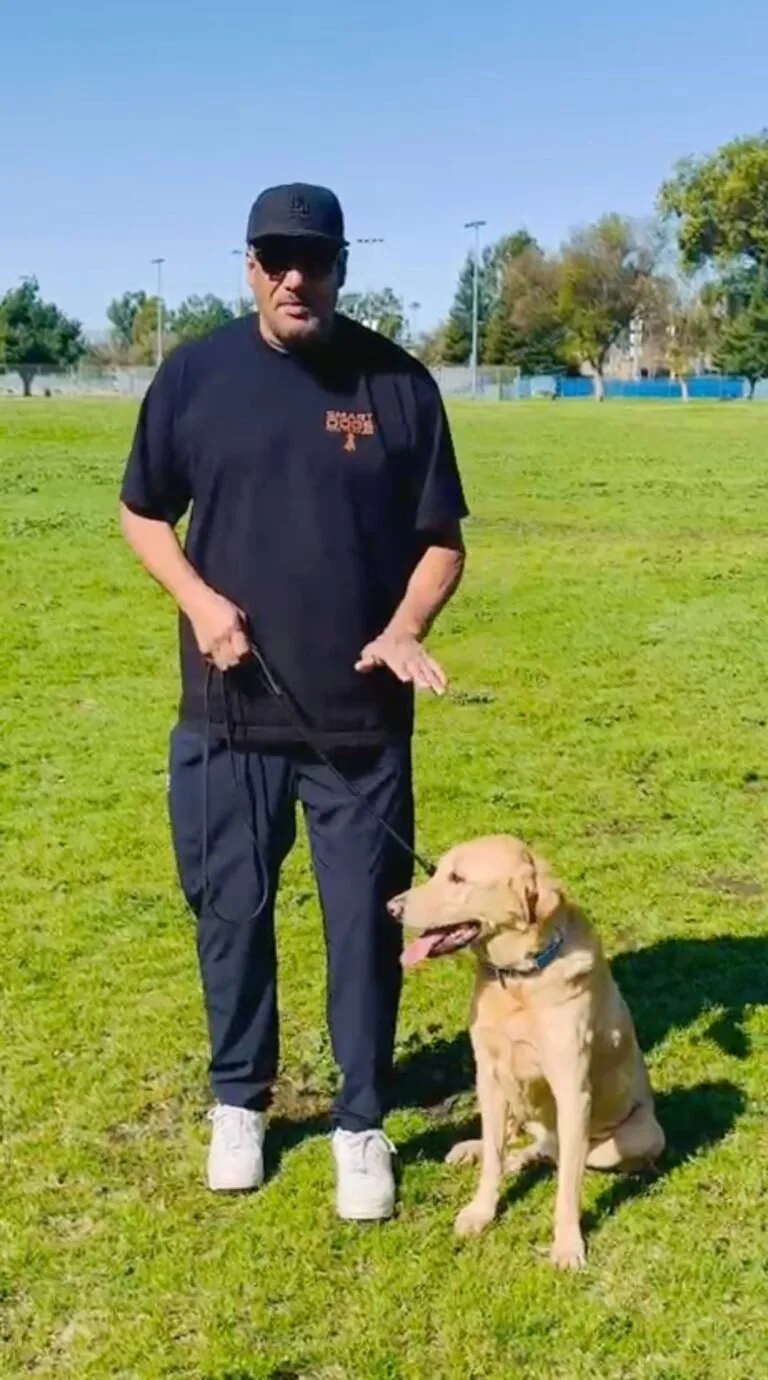 MEET				
				
					jeff todd				
				
					FOUNDER & TRAINING DIRECTOR				
				
									25+ Years of Experience.25,000+ Dogs Trained.One Mission: Helping You EnjoyLife With Your Dog.								
		
				
										
				
				
				
					
				
		
					
		
		
				
							
			
						
		
						
		
				
					25,000+				
				
					DOGS TRAINED				
				
				
		
				
							
			
						
		
						
		
				
					25+				
				
					YEARS EXPERIENCE				
				
				
		
				
							
			
						
		
						
		
				
					THOUSANDS				
				
					OF HAPPY FAMILIES				
				
				
		
				
							
			
						
		
						
		
				
					one mission				
				
					HELPING YOU ENJOY LIFE WITH YOUR DOG				
				
				
				
					
				
		
					
				
							
			
		
						
		
		
		
				
					TRAINING DOGS. EMPOWERING OWNERS.CREATING LASTING CHANGE.				
				
									For more than 25 years, I have been dedicated to helping dogs and their owners build stronger relationships through practical, real-world training. Having personally trained over 25.000 doos, I’ve worked with virtually every breed, age, temperament, and behavioral challenge-from teaching puppies the fundamentals of obedience to successfully rehabilitating serious aggression, fear, anxiety, and reactivity. My experience has taught me that every dog is different, every family is unique, and there is no one-size-fits-all approach to training. That’s why every program is customized to fit your dog’s needs, your goals, and your lifestyle. At Smart Dogs, my team of trainers and I are committed to helping dogs become confident, well-mannered companions and owners become confident, effective leaders. Every dog is evaluated as an individual, every training program is customized, and every family receives:the guidance and support needed to achieve lasting success. It’s this commitment to personalized training. practical solutions, and real-world results that have made Smart Dogs one of the most trusted names in dog training.								
				
				
		
		
				
				
				
				
							
			
		
						
					
				
		
		
					
		
		
				
					FEATURED ON TELEVISION 				
				
							
			
						
		
						
				
				
					FEATURED AS A CANINE
BEHAVIOR EXPERT				
				
									Jeff Todd was invited to appear as an independent canine behavior expert on a nationally televised courtroom program, where he provided professional insight into dog behavior and bite-related incidents.								
				
										
				
		
				
							
					
				
						
				
					
				
				
		
		
					
				
							
			
						
		
						
				
					SEE JEFF IN ACTION				
				
							
			
						
		
						
					
				
				
		
				
							
			
							
					
				
							
							
																											
													
									
					
						
					
				
								
							
					
				
							
							
																											
													
									
					
						
					
				
								
							
					
				
							
							
																											
													
									
					
						
					
				
								
							
					
				
							
							
																											
													
									
					
						
					
				
								
							
					
				
							
							
																											
													
									
					
						
					
				
								
										
							
					
				
							
							
																											
													
									
					
						
					
				
								
											
							
					
				
							
							
																											
													
									
					
						
					
				
								
											
							
					
				
							
							
																											
													
									
					
						
					
				
								
											
							
					
				
							
							
																											
													
									
					
						
					
				
								
											
							
					
				
							
							
																											
													
									
					
						
					
				
								
											
							
					
				
							
							
																											
													
									
					
						
					
				
								
											
							
					
				
							
							
																											
													
									
					
						
					
				
								
											
							
					
				
							
							
																											
													
									
					
						
					
				
								
											
							
					
				
							
							
																											
													
									
					
						
					
				
								
											
							
					
				
							
							
																											
													
									
					
						
					
				
								
											
							
					
				
							
							
																											
													
									
					
						
					
				
								
											
							
					
				
							
							
																											
													
									
					
						
					
				
								
											
							
					
				
							
							
																											
													
									
					
						
					
				
								
								
							
					
				
							
							
																											
													
									
					
						
					
				
								
							
					
				
							
							
																											
													
									
					
						
					
				
								
							
					
				
							
							
																											
													
									
					
						
					
				
								
							
					
				
							
							
																											
													
									
					
						
					
				
								
							
					
				
							
							
																											
													
									
					
						
					
				
								
		
					
							
			
							
					
						
				
		
		
					
				
							
			
						
		
						
				
					why clients trust smart Dogs				
				
							
			
						
		
						
					
				
				
		
		
					
		
				
							
			
						
		
						
				
					OVER 25.000
DOGS TRAINED				
				
									Real-world experience with dogs of every breed, age, temperament, and behavioral challenge.								
				
		
				
							
			
						
		
						
				
					More than 25 years experience				
				
									Decades of hands-on training and canine behavior expertise you can trust.								
				
		
				
							
			
						
		
						
				
					Customized  Programs				
				
									No one-size-fits-all solutions. Every dog receives a training program tailored to their needs and your goals.								
				
		
				
							
			
						
		
						
				
					Practical, real-world training				
				
									Training that works at home, in public, and in everyday situations where it matters most.								
				
		
				
							
			
						
		
						
				
					Ongoing  support				
				
									We’re here to guide you before, during, and after training to ensure lasting success.								
				
		
				
							
			
						
		
						
				
					Trusted by thousands of families				
				
									A reputation built on proven results, integrity, and genuine care for every dog and family.								
				
					
				
				
		
					
		
		
				
					READY TO BUILD A BETTER RELATIONSHIP WITH YOUR DOG?				
				
					Let's create a plan that works for you and your dog.				
				
										
				
				
		
		
				
									“We don’t just teach dogs to obey-we teach them how to live successfully with people.”We’re not in the obedience business.We’re in the relationship business.								
		
		
				
					- JEFF TODD				
				
									Founder & Training DirectorSmart Dogs Dog Training