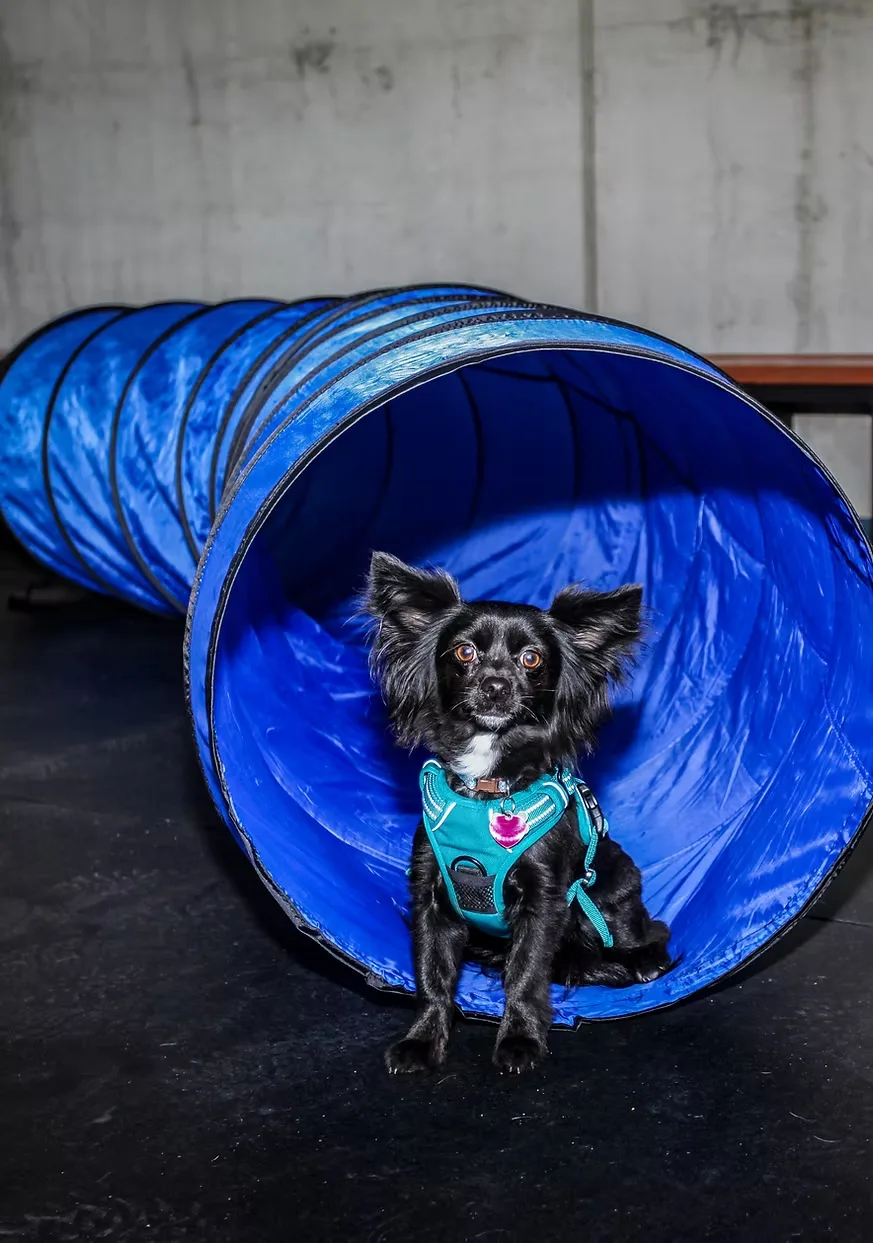 itchytail pet services — dog training in Oakland, CA (3)
