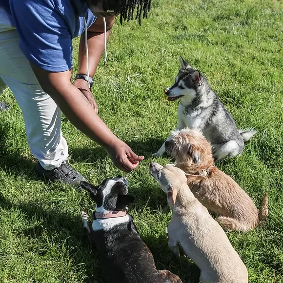 itchytail pet services — dog training in Oakland, CA