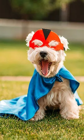 Dog dressed as superhero