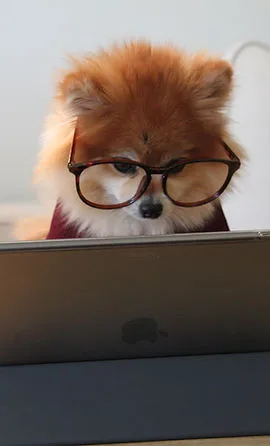 Dog with glasses at laptop