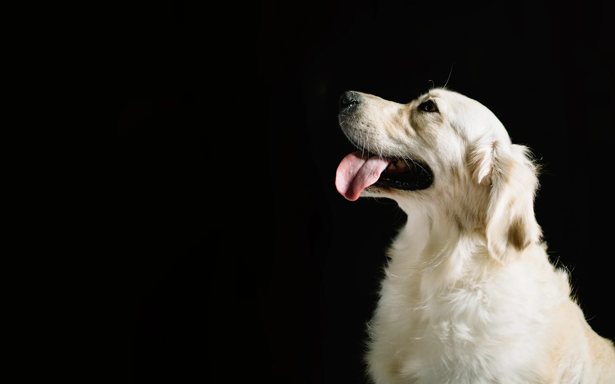 Turning dogs into man’s best friend since 2011.


  





  
    
    
      
      




  
    Schedule Now